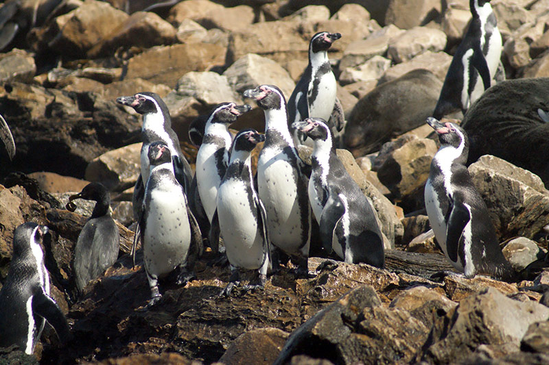 A group of penguins standing close together on rocky terrain, surrounded by large brown and gray rocks. Some penguins are facing forward while others look in different directions.