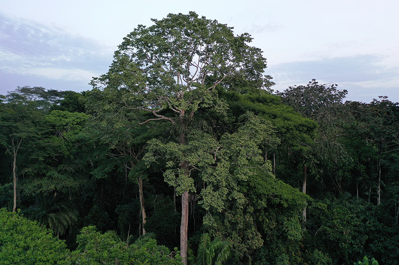 A large tree with a wide canopy stands out among dense, green rainforest foliage under a cloudy sky.