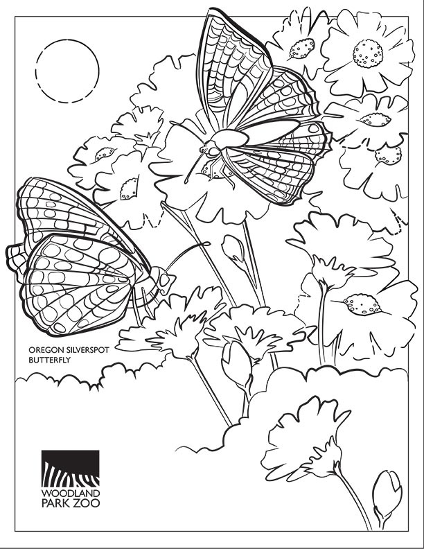 Dibujo lineal de dos mariposas mancha plateada de Oregón sobre flores con el sol de fondo. El logotipo del Zoológico Woodland Park y el texto