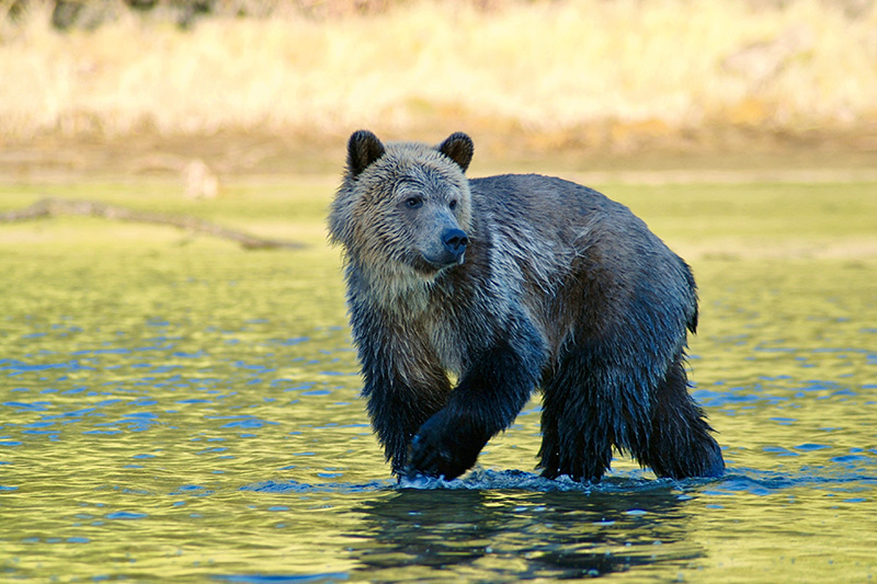 A grizzly bear with wet fur stands in shallow water, looking to the left. The background is grassy and sunlit.