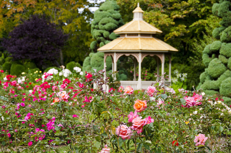 A wooden gazebo with a shingled roof stands in a lush garden filled with blooming pink, orange, and red roses, surrounded by manicured green shrubs and trees.