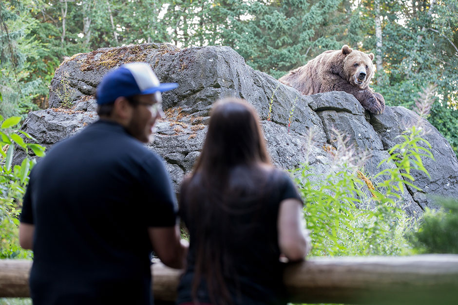 A man and a woman stand in the foreground, looking at a large brown bear resting on a rock, surrounded by trees and greenery in an outdoor setting.