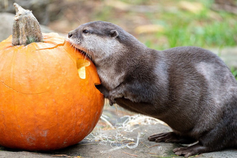 An otter leans its head and paws on a large orange pumpkin with a hole in it, outdoors on a stone surface with some grass in the background.