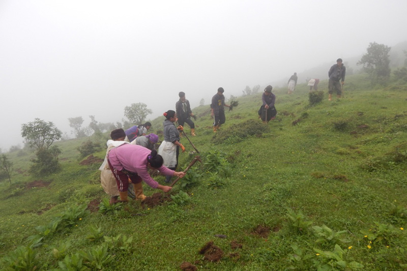 A group of people are working together on a foggy, green hillside, digging or planting in the soil surrounded by scattered trees and grass.