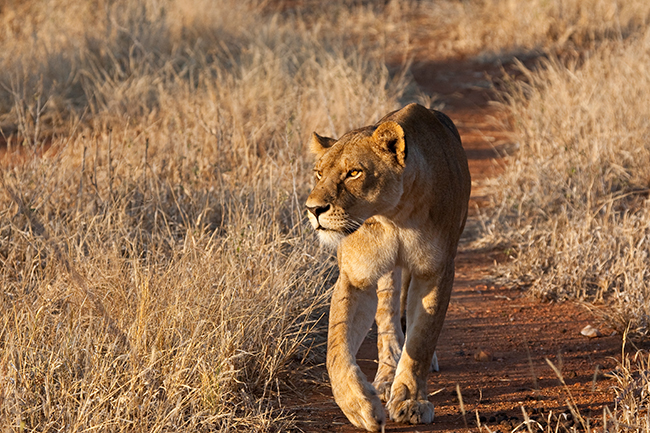 A lioness walks alertly along a dirt path through dry, golden grass in a sunlit savanna landscape.