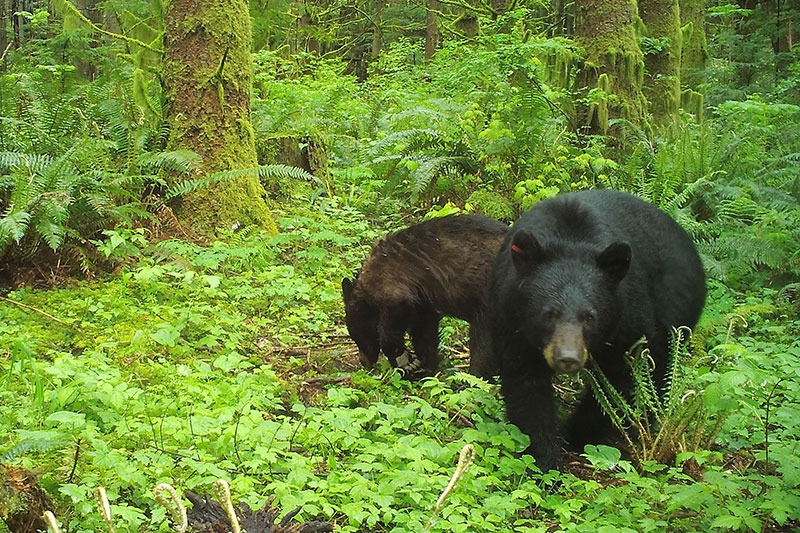 Two black bears walk through a lush, green forest with moss-covered trees, dense ferns, and thick undergrowth, creating a vibrant and natural wilderness scene.