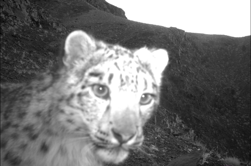 A close-up, black-and-white image of a snow leopard facing the camera in a rocky, mountainous landscape. The background shows rugged terrain under a bright sky.