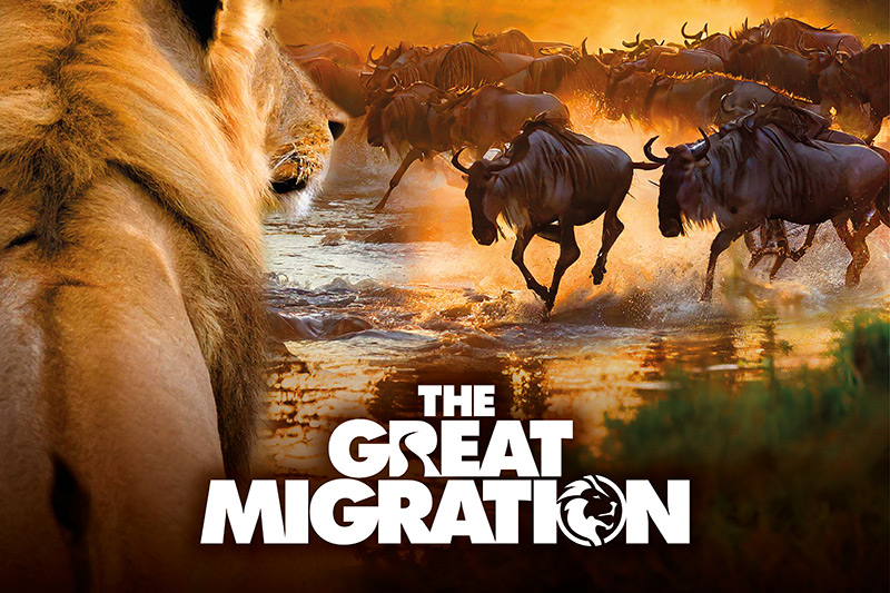 A lion watches a herd of wildebeest running through water at sunset. The text The Great Migration is prominently displayed at the bottom center.