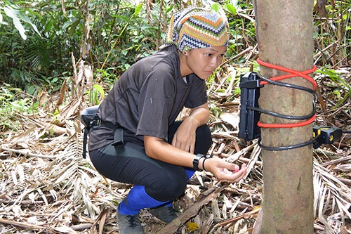 A person squats in a forest, examining something in their hand, near a tree with scientific equipment and cables attached to its trunk. They wear a colorful headscarf, dark clothing, and blue leg protectors.