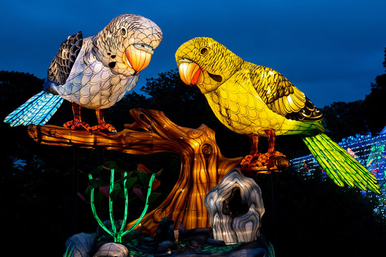 Two brightly colored illuminated lanterns shaped like parrots, one gray and one yellow, perched on a decorative tree branch at night, with vibrant lighting and a dark blue sky in the background.