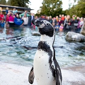 Một chú chim cánh cụt đứng gần mép hồ bơi, phía sau là đám đông người đang xem tại một vườn thú hoặc thủy cung ngoài trời.