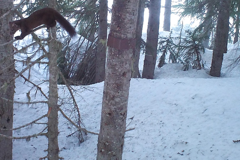 A pine marten climbs on the branches of a tree in a snowy forest, with several fir trees and snow-covered ground visible in the background.