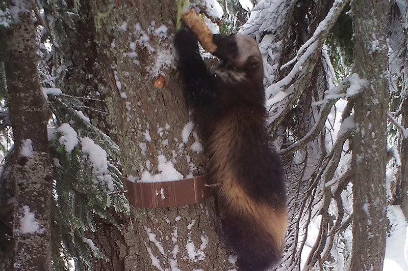A wolverine climbs a snow-covered tree and bites into a piece of food attached to the trunk, surrounded by snowy branches and forest.
