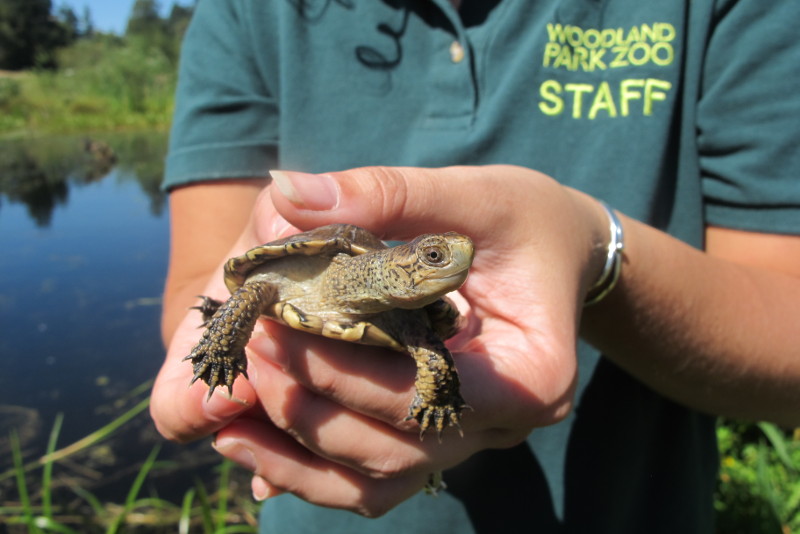 Una persona que viste una camiseta verde que dice “Woodland Park Zoo STAFF” sostiene suavemente una pequeña tortuga al aire libre cerca de un estanque, con vegetación y cielo azul de fondo.