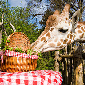 Một con hươu cao cổ nghiêng người qua hàng rào gỗ để ăn rau xanh từ một chiếc giỏ mây đựng đồ ăn dã ngoại trên một chiếc khăn trải bàn kẻ caro đỏ trắng, phía sau là cây cối và bầu trời xanh.
