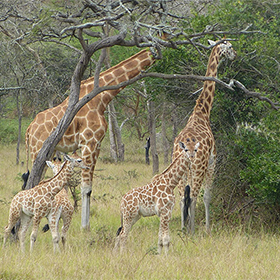 Hai con hươu cao cổ trưởng thành đang ăn lá cây trong khi hai con hươu cao cổ non đứng gần đó trong một khu vực nhiều cỏ và cây cối.
