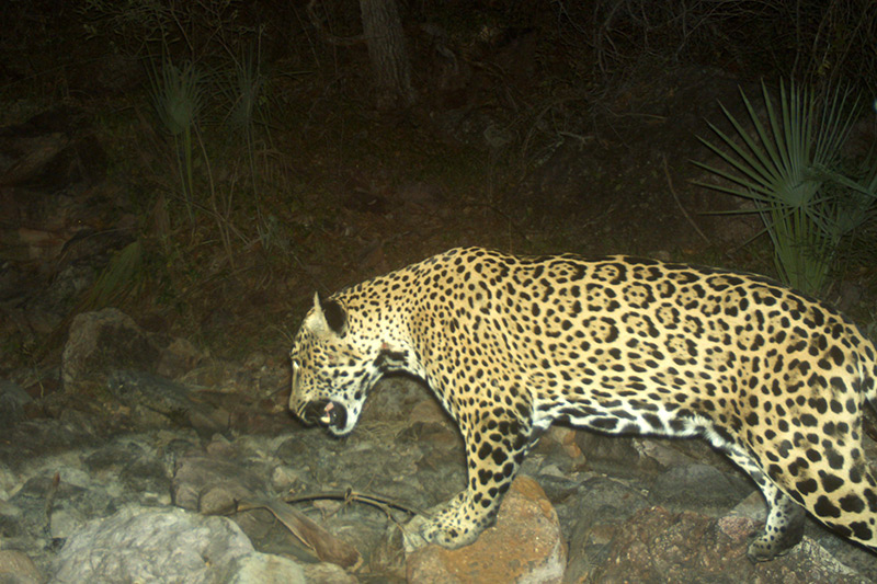 Species Survival Fund - Woodland Park Zoo