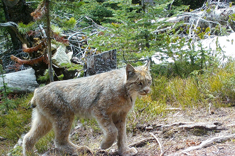 A Canada lynx with thick fur walks through a forested area with green trees, grass, and fallen branches on the ground.