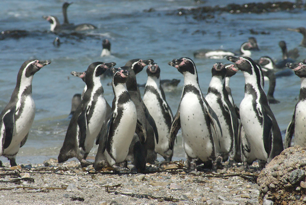 A group of penguins stands together on a rocky beach with more penguins swimming and walking in the background near the waters edge.