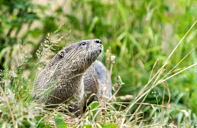 An otter with wet fur stands alert in tall green grass and foliage, looking upward with its nose pointed to the sky. The background is blurred, highlighting the otter in a natural habitat.