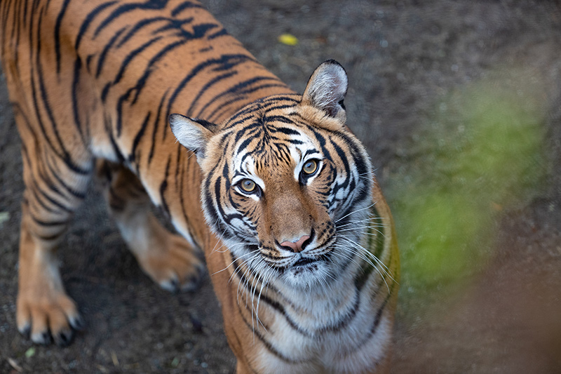 A Bengal tiger with orange fur and black stripes stands on dirt, looking up toward the camera with an alert expression.