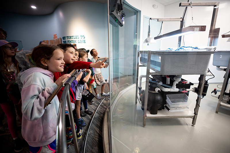 Un grupo de niños observa con entusiasmo y señala a las crías de tortuga dentro de un recinto de cristal en un acuario o centro científico. Las tortugas están en tanques bajo luces brillantes.