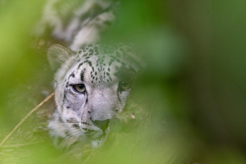 A snow leopard lying down, partially hidden behind green leaves, with its face and intense eyes visible through the foliage.