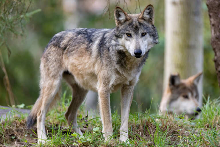 A gray wolf stands alert on grassy ground, looking toward the camera, with another wolf resting in the background among trees and foliage.
