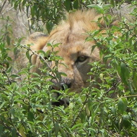 A lion’s face partially hidden behind dense green bushes, with its eyes peering through the leaves, blending into the surrounding foliage.