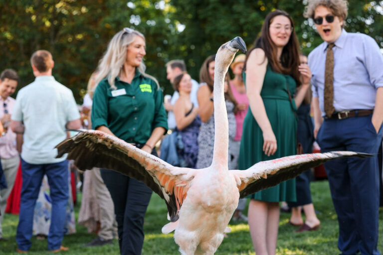 A flamingo with its wings spread stands on grass facing a group of surprised and smiling people outdoors, with trees in the background.