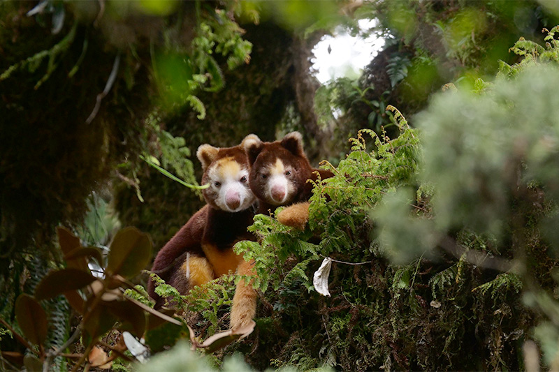 Two tree kangaroos with reddish-brown fur and pale faces sit close together among green ferns and moss in a dense, leafy forest.