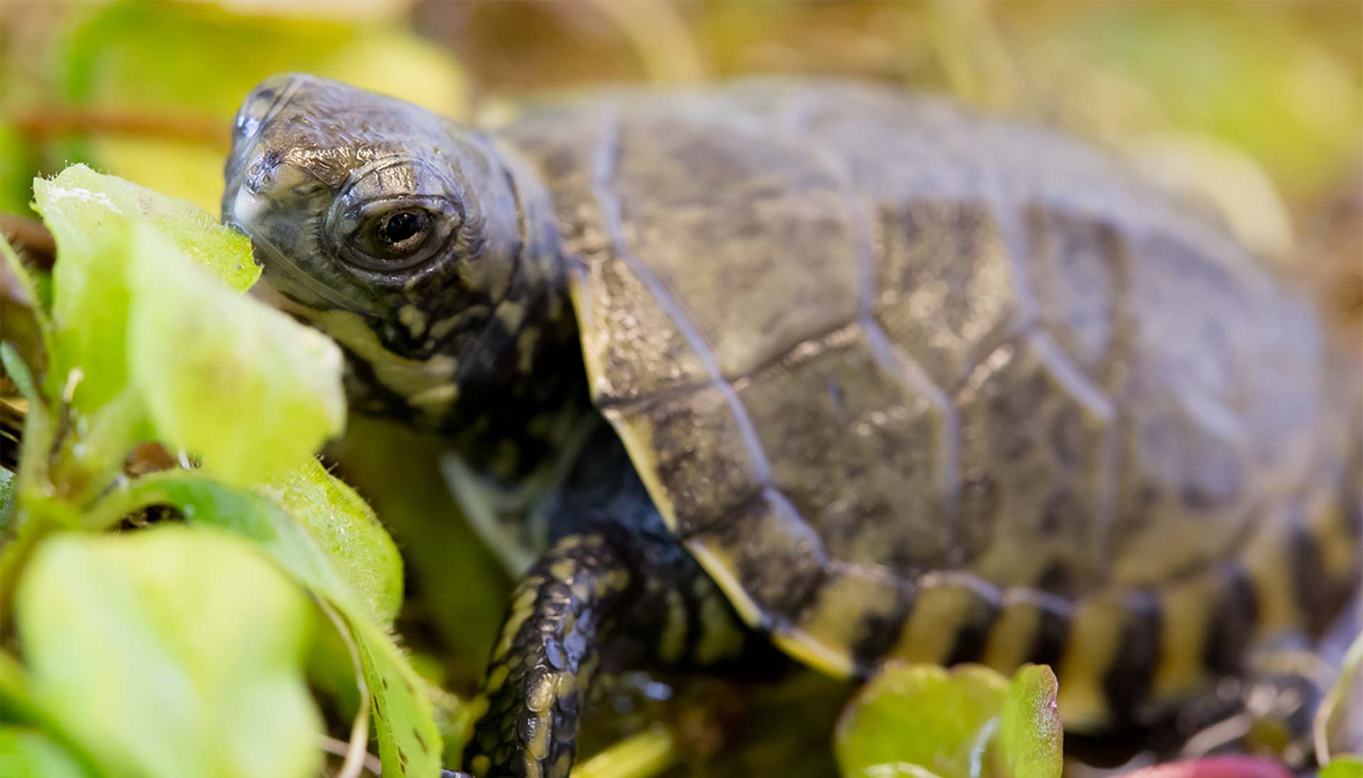 A close-up of a small turtle walking among green leaves, showing its detailed shell and head as it moves through its natural habitat.