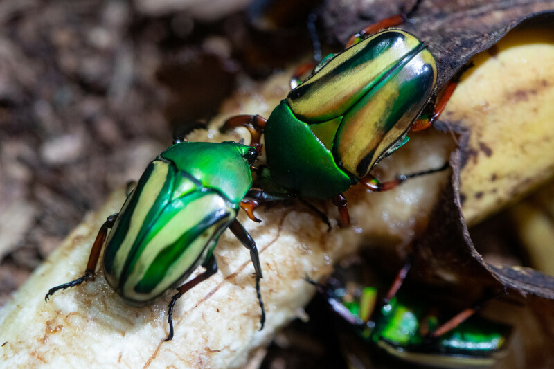 Dos escarabajos de colores brillantes, con el cuerpo verde y rayas amarillas, se alimentan de un plátano. El fondo está desenfocado, lo que resalta las brillantes y vibrantes conchas y patas de los escarabajos.