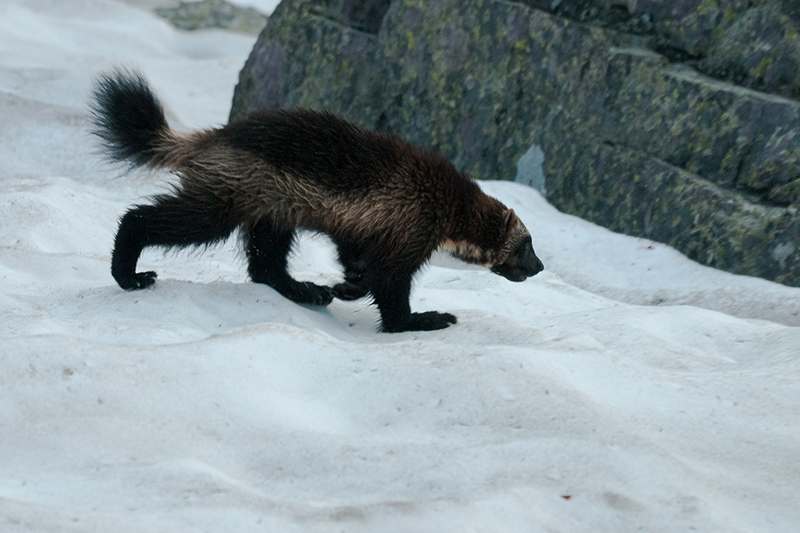 A wolverine with dark brown fur and a bushy tail walks across a patch of snow near a rocky outcrop.