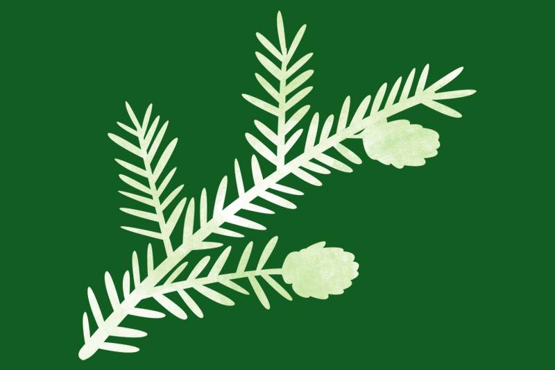 Illustration of a pale green fir tree branch with needles and two small pinecones on a dark green background.