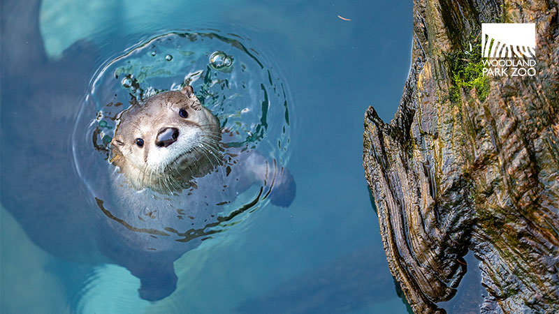 Una nutria nada en aguas cristalinas, mirando hacia la cámara con la cabeza por encima del agua. Se ve la corteza de un árbol a la derecha. El logotipo del Zoológico Woodland Park está en la esquina superior derecha.