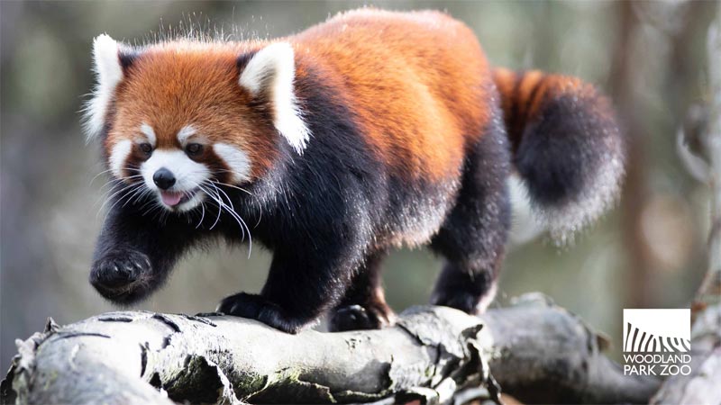 Un panda rojo camina junto a la rama de un árbol, con su cola peluda extendida. El animal tiene pelaje marrón rojizo, marcas faciales blancas y orejas puntiagudas. El logotipo del Zoológico Woodland Park se ve en la esquina inferior derecha.