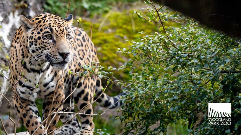 Un jaguar con un pelaje dorado con manchas negras camina a través del denso follaje verde en el Zoológico Woodland Park, con el logotipo del zoológico en la esquina inferior derecha.