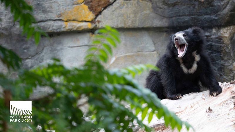 Un oso perezoso está sentado en una roca con la boca abierta, posiblemente bostezando o llamando. En primer plano se ven hojas verdes y al fondo una pared rocosa. El logotipo del Zoológico Woodland Park se ve en la esquina.