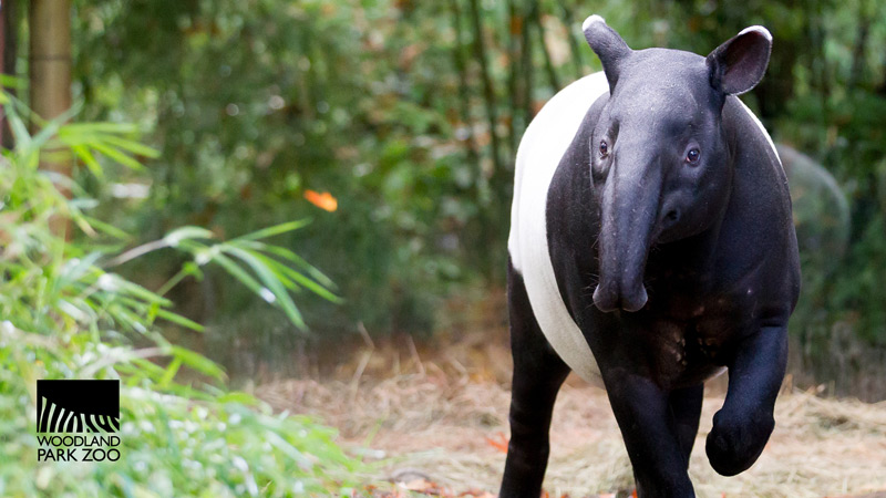 Un tapir malayo camina al aire libre en el Zoológico Woodland Park, rodeado de vegetación. El animal tiene una distintiva coloración blanco y negro. El logotipo del zoológico se ve en la esquina inferior izquierda.
