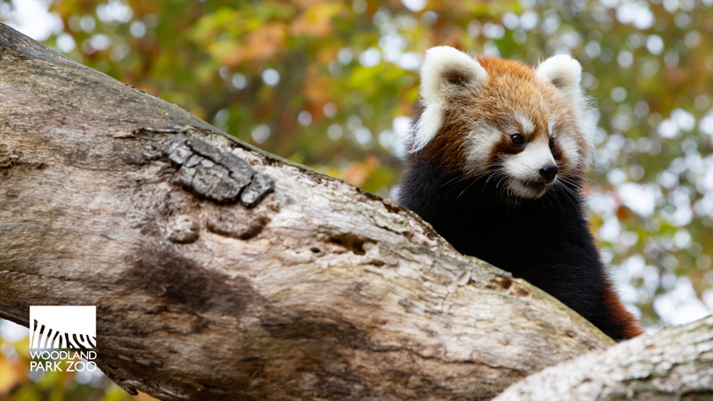 Un panda rojo con orejas blancas y cola peluda se sienta en la rama de un árbol. El fondo está lleno de hojas otoñales borrosas. El logo del Zoológico Woodland Park se encuentra en la esquina inferior izquierda.