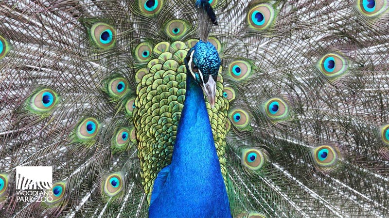 Un vibrante pavo real exhibe sus coloridas plumas con patrones que parecen ojos desplegándose tras él. El logotipo del zoológico Woodland Park se ve en la esquina inferior izquierda.