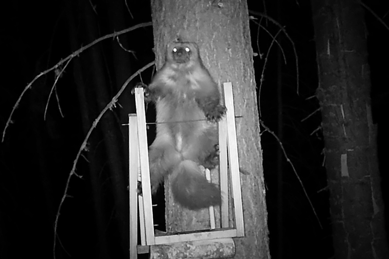 A nocturnal animal with glowing eyes, possibly a squirrel or marten, clings to a tree at night. The image is black and white, taken with a night-vision camera, and the animal is perched on a wooden frame.