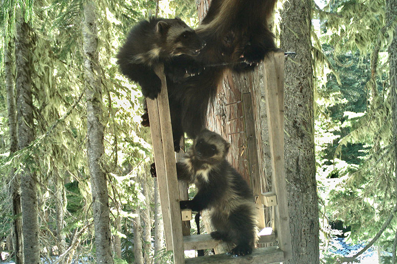 Two wolverines climb a wooden structure attached to a tree in a forest, surrounded by green foliage and sunlight filtering through the trees.