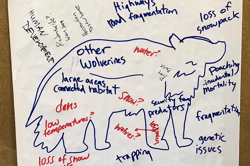 A drawing of a wolverine is filled and surrounded by handwritten notes about threats to its survival, including highways, loss of snowpack, poaching, habitat fragmentation, and low temperatures.