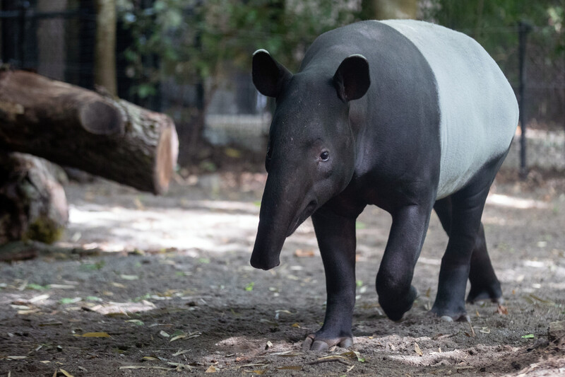 Un tapir malayo con un distintivo cuerpo blanco y negro camina por un sendero de tierra en una zona boscosa y sombreada con árboles y troncos en el fondo.
