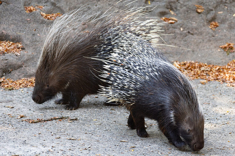 Two porcupines with dark fur and long, sharp quills on their backs are walking on a sandy, leaf-strewn ground, facing downward as they forage.