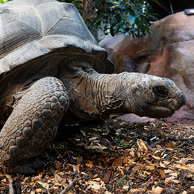 A close-up view of a large tortoise walking on wood chips, with rocks and greenery in the background.