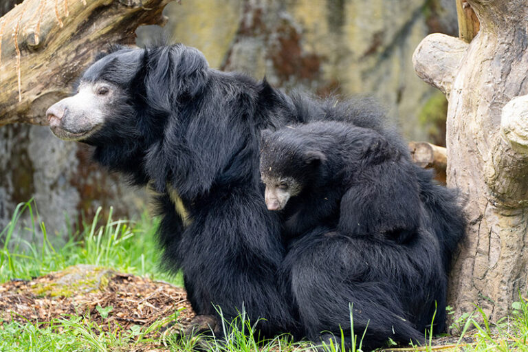 A sloth bear sits on the grass near a tree trunk with a young cub clinging to its back. Both have long, shaggy black fur, and the background shows rocks and greenery.