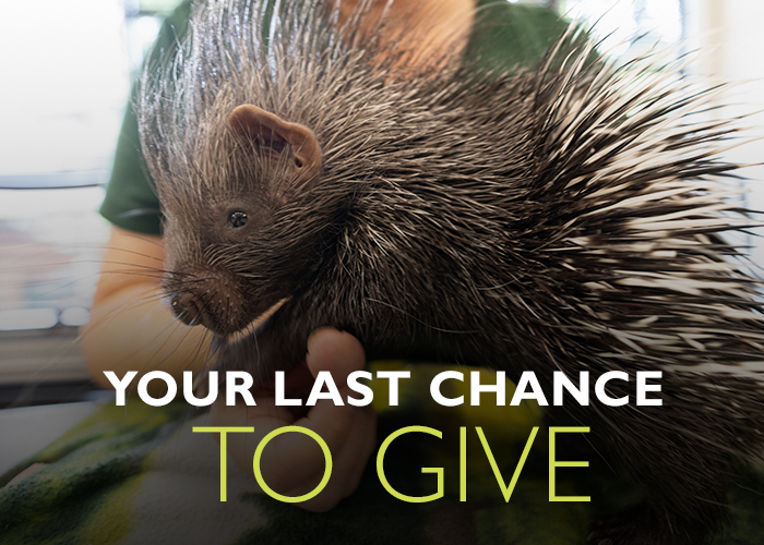 A person holds a porcupine, with bold text overlayed that reads, Your last chance to give.